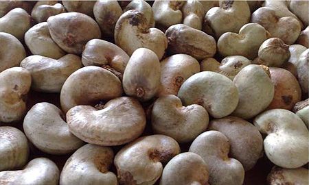 Indonesia raw cashew — 18 MT per 20ft FCL, 80kg gunny bag packing