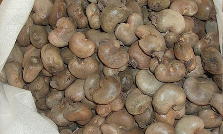 Ivory Coast raw cashew nuts — OTR 47–50 LBS, 160–180 pcs/kg