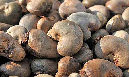 Madagascar raw cashew — OTR 46–52 LBS, Indian Ocean origin