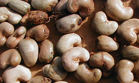 Vietnam raw cashew — 18 MT per 20ft FCL, 80kg gunny bag packing
