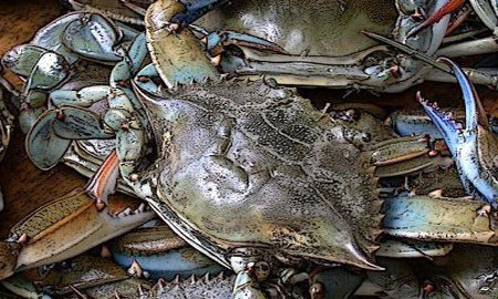 Bakla virgin crabs Philippines — 200g+, graded by egg colour
