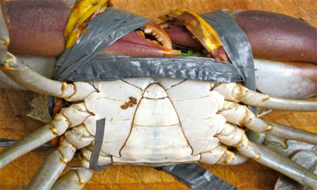 Female mud crabs Bangladesh — Scylla Serrata, live and frozen export