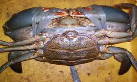 Female mud crabs Madagascar — wild-caught Scylla Serrata, live and frozen