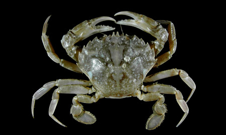 Female green mud crabs Philippines — OS3 to OS7 grades by weight