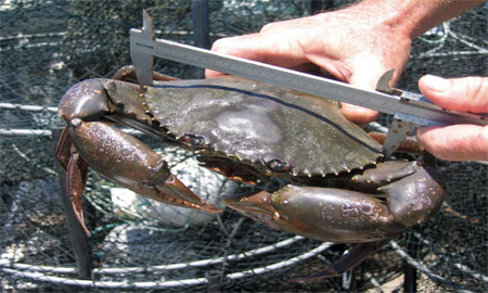 Male mud crabs Bangladesh — Scylla Serrata, live and frozen export