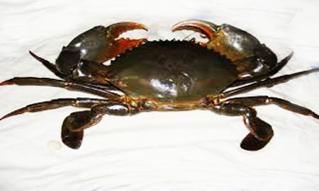 Male mud crabs Madagascar — wild-caught Scylla Serrata, live and frozen