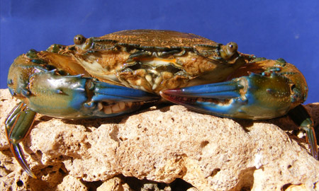 Male green mud crabs Philippines — graded M1 to M2 by individual weight