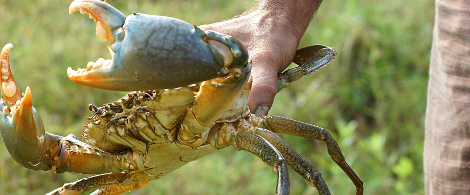 Live mud crabs — Scylla Serrata, export grade, priced per KG in USD