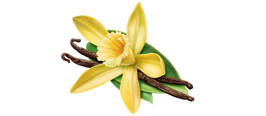 Madagascar Bourbon vanilla beans — no breaks or splits, premium quality